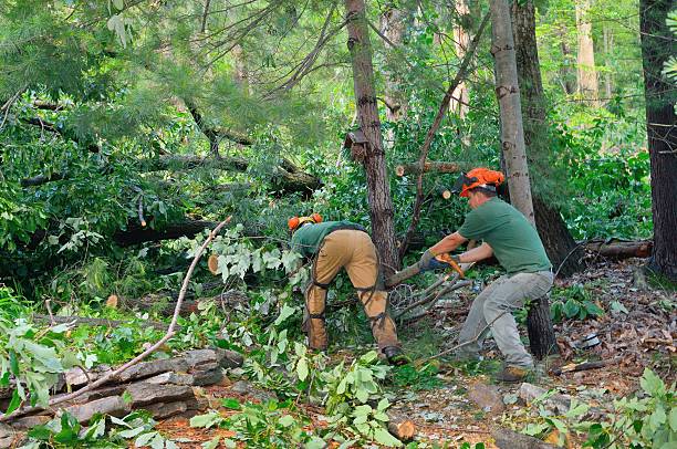 Reliable Danville, KY Tree Service Solutions